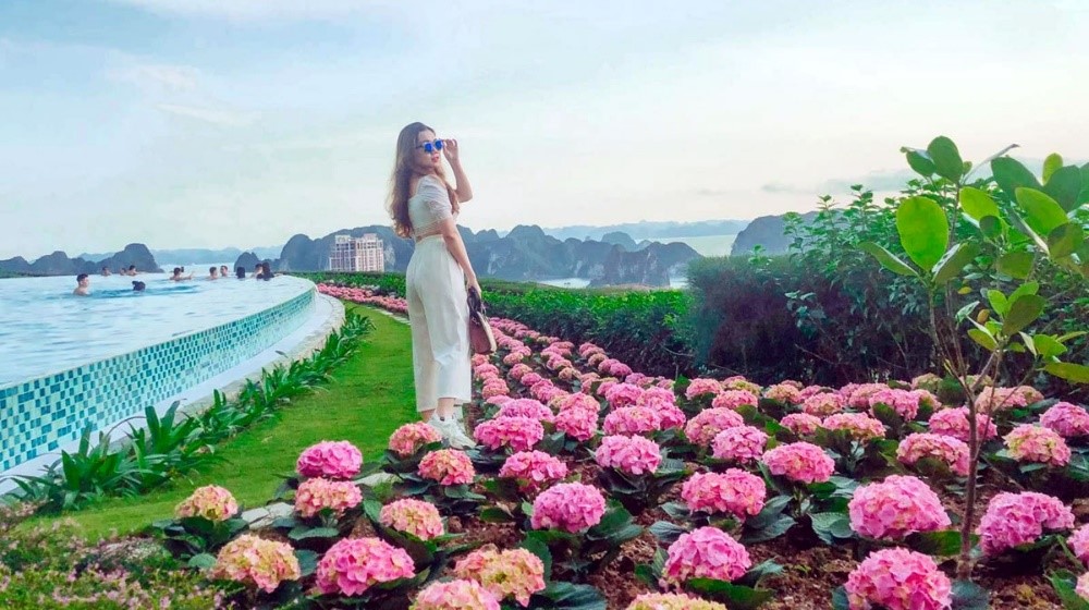 Cận cảnh thiên đường hoa rực rỡ trên đồi cao đẹp mê mẩn tại Hạ Long