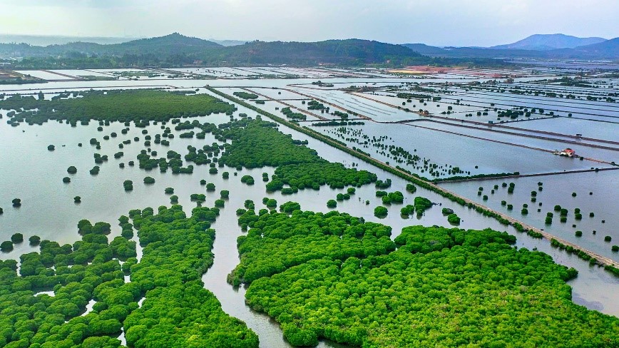 Khám phá những cánh rừng ngập mặn ở Quảng Yên