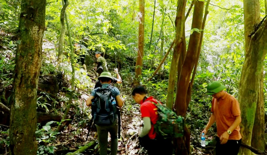 Ngàn chi - “ Kho báu” của núi rừng Bình Liêu