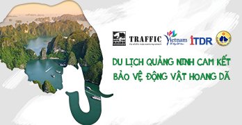 Sở Du lịch tỉnh Quảng Ninh tích cực trong hoạt động giảm thiểu nhu cầu sử dụng ngà voi và sừng tê giác