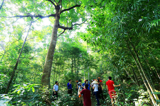 Đến thăm rừng lim của già làng Triệu Tài Cao